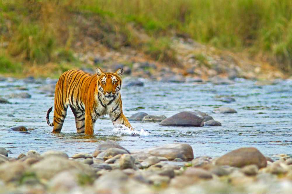 Thrilling 2N/3D Jim Corbett Safari Tour Package